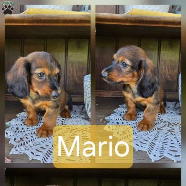 Mario, Dachshund Puppy
